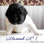 Превью фото № 110680