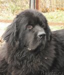 Превью фото № 110753