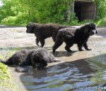 Превью фото № 110764