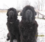 Превью фото № 110921