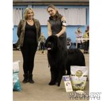 Превью фото № 111150