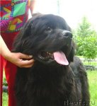 Превью фото № 111326