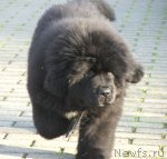 Превью фото № 111482