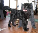 Превью фото № 111553