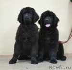 Превью фото № 111565