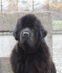 Превью фото № 111697