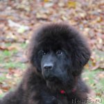 Превью фото № 111751