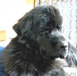 Превью фото № 111761