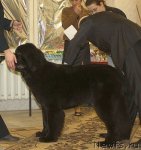 Превью фото № 111822