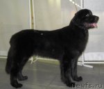 Превью фото № 111992