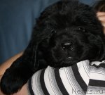 Превью фото № 111995