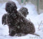 Превью фото № 112036