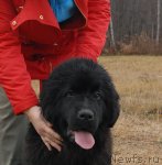 Превью фото № 112095