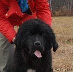 Превью фото № 112096