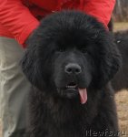 Превью фото № 112097