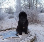 Превью фото № 112198