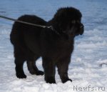 Превью фото № 112424