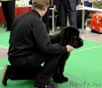 Превью фото № 112467