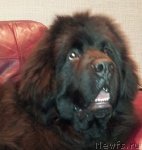 Превью фото № 112638