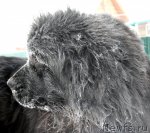 Превью фото № 112671