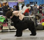 Превью фото № 112719