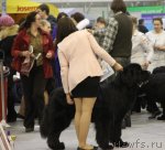 Превью фото № 112722