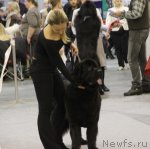 Превью фото № 112746