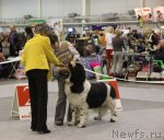 Превью фото № 112813