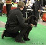 Превью фото № 112869