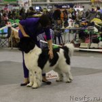 Превью фото № 112881