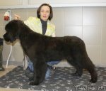 Превью фото № 113071