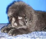 Превью фото № 11319