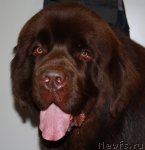 Превью фото № 113218