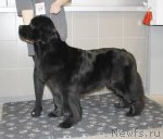 Превью фото № 113251