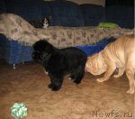 Превью фото № 113295