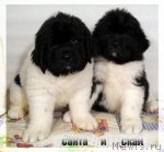 Превью фото № 113308