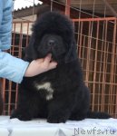 Превью фото № 113353