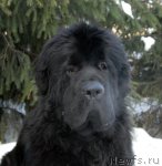 Превью фото № 113463