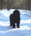 Превью фото № 11350