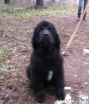 Превью фото № 113561