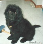 Превью фото № 113690