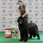 Превью фото № 113702