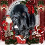 Превью фото № 113820