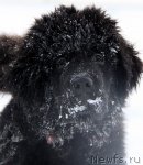 Превью фото № 114163