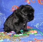 Превью фото № 114241