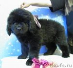 Превью фото № 114341