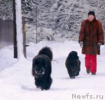 Превью фото № 114433