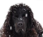 Превью фото № 11456