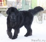 Превью фото № 114641