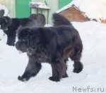 Превью фото № 114649